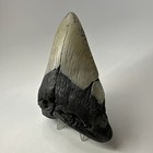 Megalodon Shark Tooth 5 24 Inch - Huge - Thick Fossil - Authentic Teeth 20083