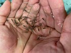 25 Live Gambusia Mosquito Fish  koi Pond  Aquarium Feeder Fish Hardy Guppy
