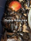 Dubia Roaches  small  Medium  Large  Adult  Free Shipping  20 Counts-1000 Counts