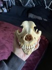Real Domestic Animal Skull Taxidermy Oddity Educational