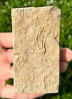 Rare Alabama Fossil Brittle Star And Crinoid In Matrix Cholaster Whitei