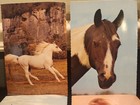 Vtg set Of 8 hallmark western horse cowboy post Cards unused oversized 8 X 5 1 2