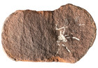     1-5 8 Inch - Mazon Creek Arachnida - Spider  or Phalangiotarbid Fossil      202