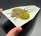 Real Yellow grey Draco Flying Lizard Draco Haematopogon Taxidermy