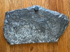 Carboniferous Fern Plant Fossil Slab 11x8 5in 8 2 Lbs Shale Matrix Display Plate