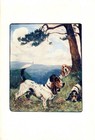 1906 Antique Basset Hound Print Stokes Basset Hound Dog Art Illustration 6445g