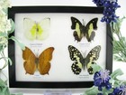 4 Beautiful Butterfly Butterflies In Showcase  Framed - Real - Taxidermy A_4q_12