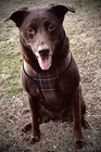 Barbour Tartan Dog Harness 