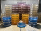 10x 60mm Lme Mushroom Agar Plates- Sterile  Pre Pour