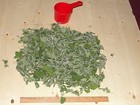 Dried Catnip Whole Leaf  Mixed Sizes  2 Oz Dry Weight  Standard  Fresh Dried