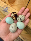 12 Assorted Rare Colors Coturnix Quail Hatching Eggs - Shipped In Foam