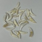 Lot Of 25 Cracked Coyote Fangs Teeth Goth Odd Craft Real Taxidermy Cleaned  2039