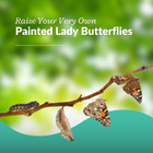 Clearwater Butterfly Painted Lady Butterflies - 5 Live Caterpillars To Butterfli