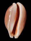 Cypraea Aurantium 86 8mm  Beautiful Form And Glossy F  
