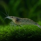 20  2 Amano Algae Eater - Freshwater Neocaridina Aquarium Shrimp  Live Guarantee