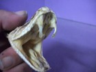 1 Real Animal Part Huge Western Rattlesnake Taxidermy Reptile Head Mount