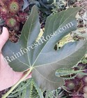 10 Dried Organic Fig Leaves From The Tree Fig Fruit Bulk Herb Natural Tea Wraps