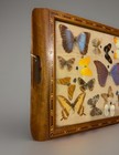 Real Butterfly   Moth Specimen Wooden Picture Frame Glass Tray Display Case Mcm