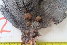 Large Natural Sea Fan - Coral - Sea Whip - Free Shipping 15 X 12 Inches