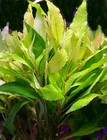 Hygrophylia Angustifolia  - Freshwater Aquatic Live Plants  Super Price      