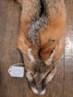 Just Tanned Grey Fox Pelt nice Fur No 2 Pelt  Cabin Craft soft Hide plush