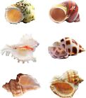 6 Pcs Hermit Crab Shells Medium Large Xlarge Growth Turbo Seashells
