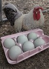 8   2 Cream Legbar Blue Hatching Eggs Purebred Chickens
