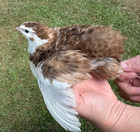 110  Rare Colors Coturnix Quail Hatching Eggs Npip Ai Free