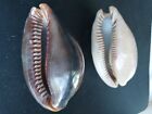  12 Beautiful Lot Of 3 Rare Sea Snail Shells Approx  71-76mm Sea Snail Shells