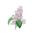 Lilac Applique Patch - Embroidered Decorative Flower Badge 3 25   iron On 