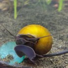 Live Freshwater Mystery Aquarium Snails Jade