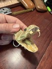 Diamondback Rattlesnake Head Keychain Real Taxidermy Car Key Ring Chain