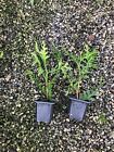 100-thuja Green Giant Liners