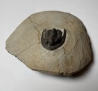 Cornuproetus Trilobite Fossils Morocco  pe97