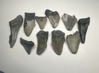 Megalodon Tooth Lot 10 Real Fossil Teeth Venice Florida