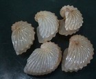 Argonauta Hians 47 2- 50  Mm F    Set Of 5 Beautiful Pcs Fragile Collection Wow