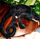 Folktails Folkmanis Black   Green Iridescent Full Body Chameleon Hand Puppet