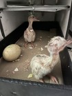 2 Rhea Eggs For Hatching