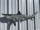 49  Blacktip Shark Half Mount Shark Replica - Quick Production