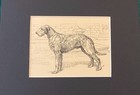 Irish Wolfhound  Matted   Framed   Ready To Gift - 1950 Vintage Dog Art Print