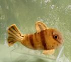 1950 s Steiff Fish- 5  Long  Mohair Glass Eyes  Button