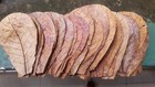 Indian Almond Leaves Catappa Ketapang Leaf 5   13cm  For Aquarium  Fish   Shrimp