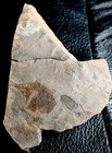 Argyropelecus Cosmovicii - Excellent  Perfectly Preserved Fossil Fish