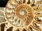 Big  Cut Split And Polished Aaa Cleoniceras Ammonite Fossil Madagascar 303gr