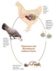 Desparasitante  Matador De Gusanos Y Sus Huevos  De Gallos Y Pollos Made Usa