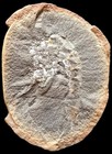 Mazon Creek Fossil Acanthotelson Stimpsoni Shrimp  Famous Illinois Site        