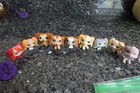 Littlest Pet Shop Spaniel Dog Lot Of 9