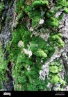 Live Moss Variety Pack Terrarium Moss 10x12 Bag Cushion Mood Sheet Feather Moss