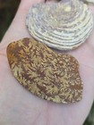 Ammonite  Rudist   Bivalve Exogyra Ponderosa Bivalve Fossil Ozan Tx