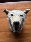 Vintage California Coyote Taxidermy Wall Mount Real Teeth
